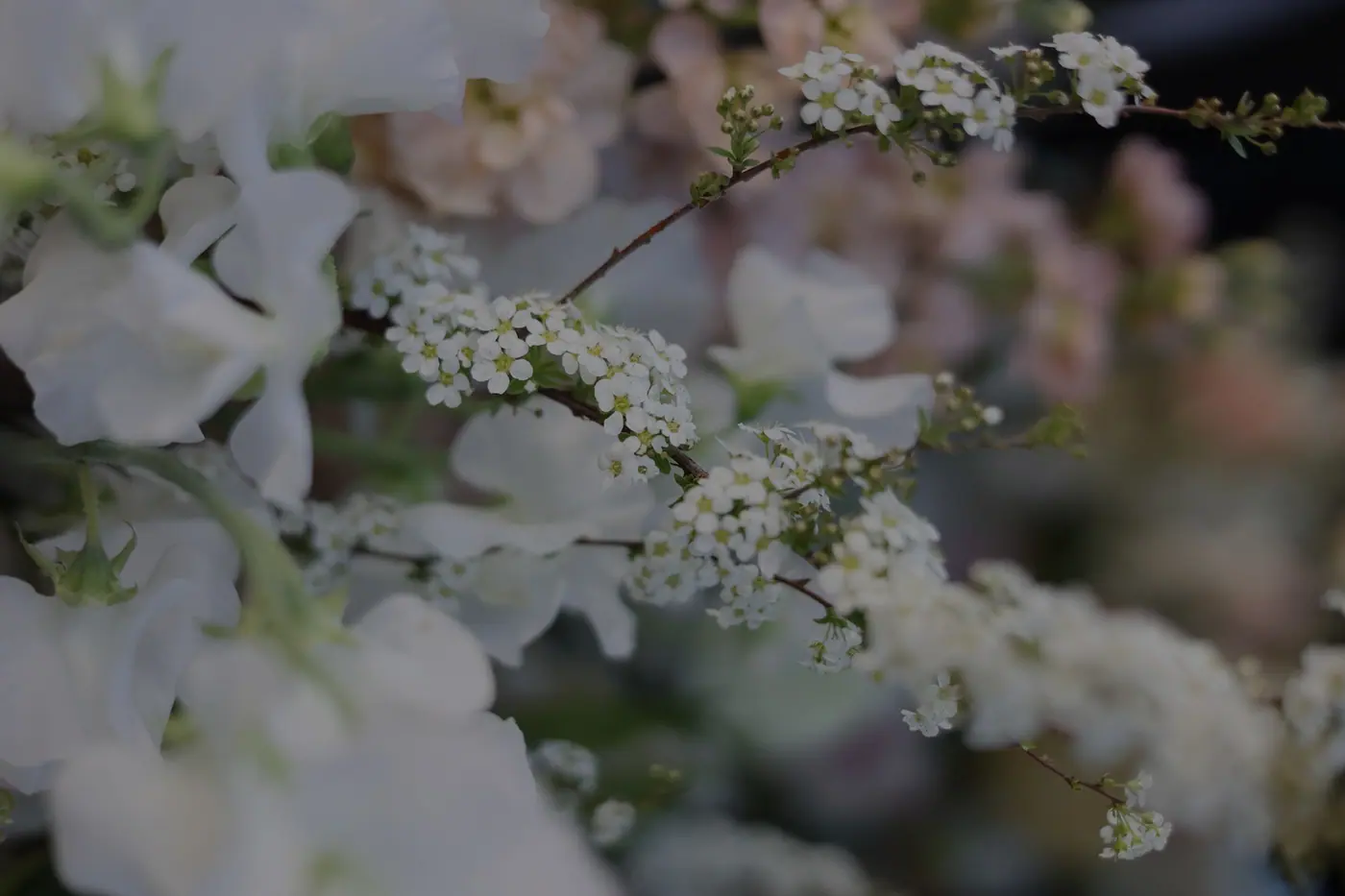 About Us | Callarose & Co.