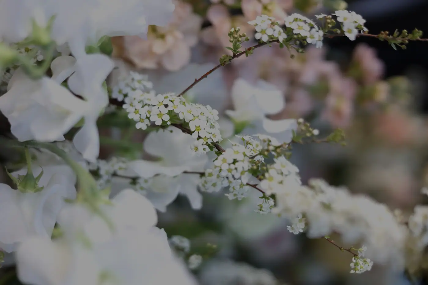 About Us | Callarose & Co.